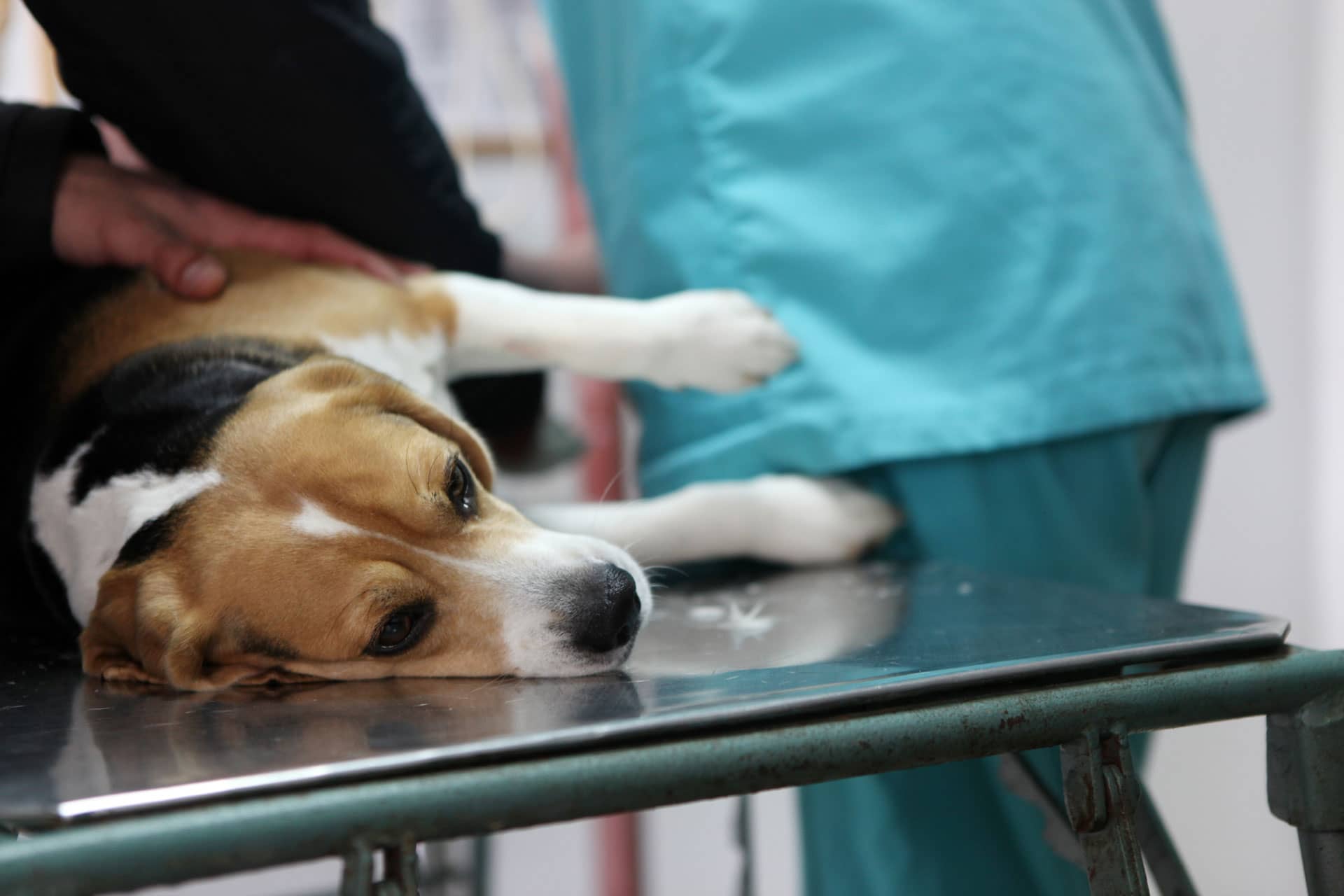 How to get a second opinion from a vet?